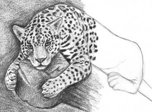 jaguar-zeichnen-schritt-fuer-schritt-dekoking-com-2