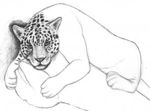 jaguar-zeichnen-schritt-fuer-schritt-dekoking-com-3