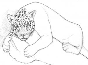 jaguar-zeichnen-schritt-fuer-schritt-dekoking-com-4