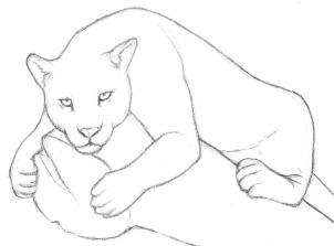jaguar-zeichnen-schritt-fuer-schritt-dekoking-com-5