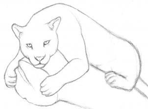 jaguar-zeichnen-schritt-fuer-schritt-dekoking-com-6