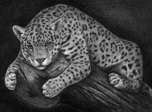 jaguar-zeichnen-schritt-fuer-schritt-dekoking-com