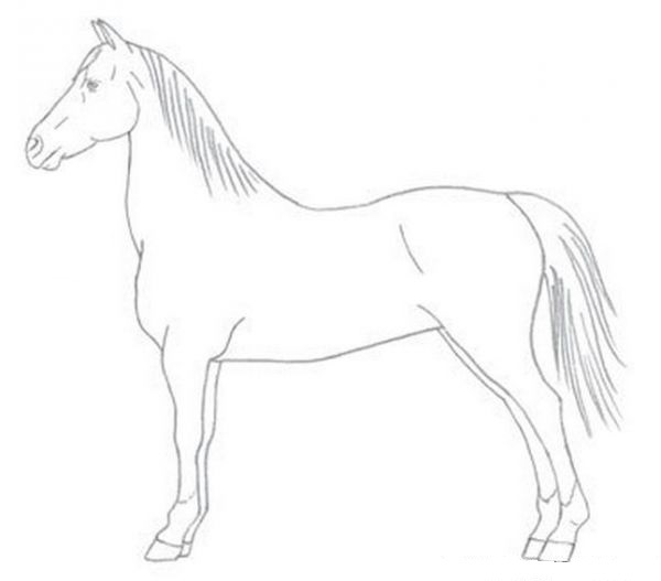 pferd-zeichnen-lernen-dekoking-com-4