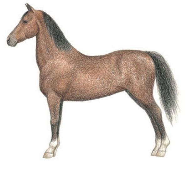 pferd-zeichnen-lernen-dekoking-com