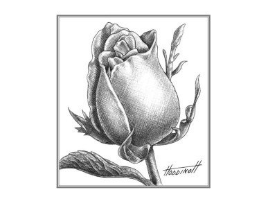 Rose Mit Bleistift Einfach Zeichnen Tutorial Dekoking Diy Rose zeichnung bleistift art blumen cvety in 2019. rose mit bleistift einfach zeichnen