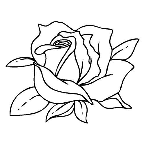 weisse-rose-zeichnen-dekoking-com-6