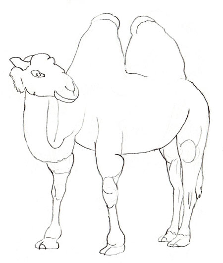 kamel-zeichnen-lernen-dekoking-com-5