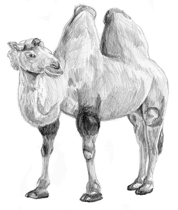 kamel-zeichnen-lernen-dekoking-com