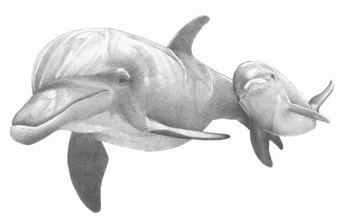 delfin-einfach-zeichnen-dekoking-com