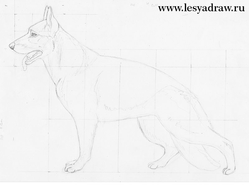 schaeferhund-realistisch-zeichnen-dekoking-com-1
