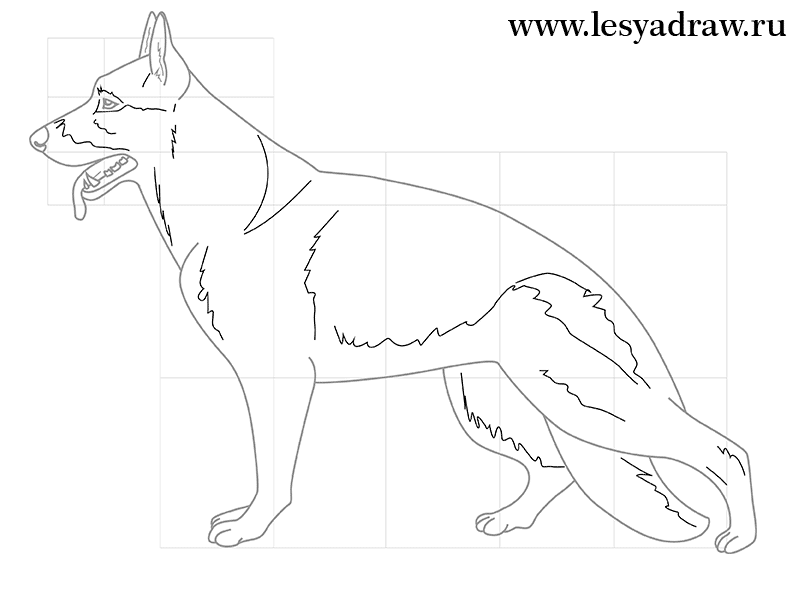 schaeferhund-realistisch-zeichnen-dekoking-com-2