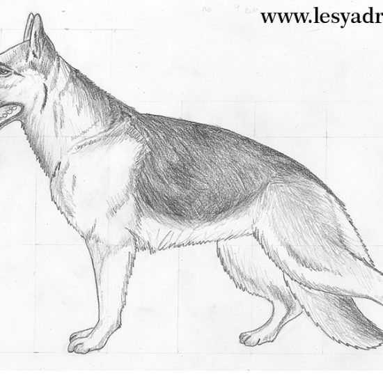 schaeferhund-realistisch-zeichnen-dekoking-com