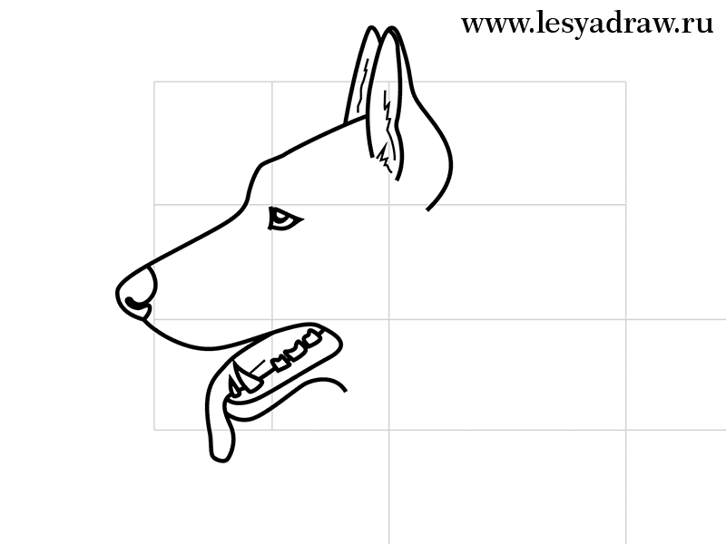 schaeferhund-realistisch-zeichnen-dekoking-com-6