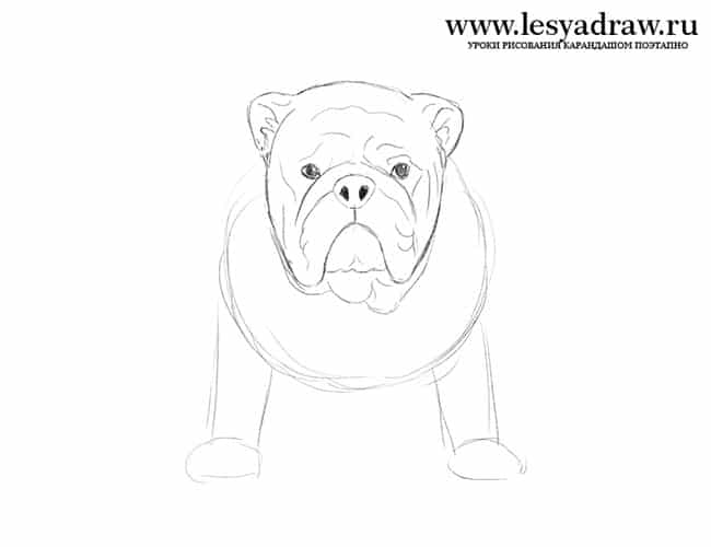 englische-bulldogge-zeichnen-2