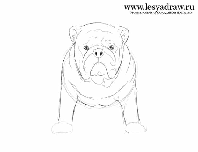 englische-bulldogge-zeichnen-3
