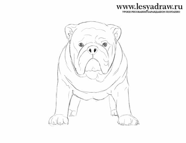englische-bulldogge-zeichnen-4