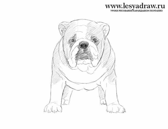englische-bulldogge-zeichnen-5