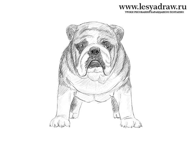 englische-bulldogge-zeichnen-6