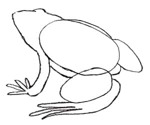 Einen Frosch zeichnen lernen-3