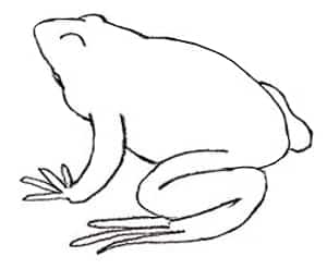 Einen Frosch zeichnen lernen-4