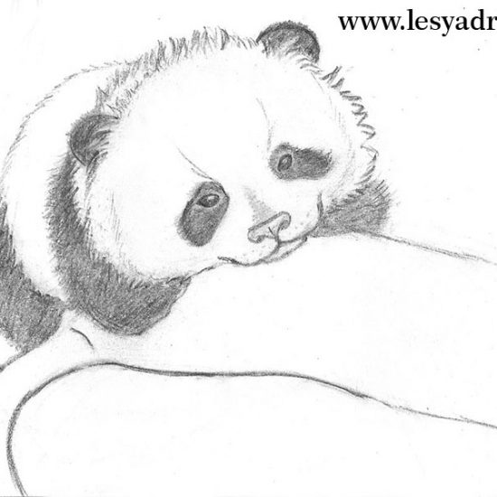einen-panda-zeichnen-lernen