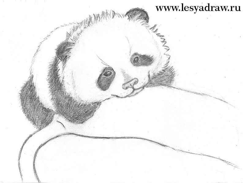 Panda Zeichnen