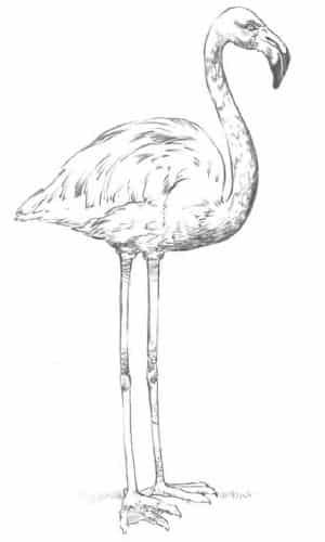 flamingo-zeichnen-lernen-1