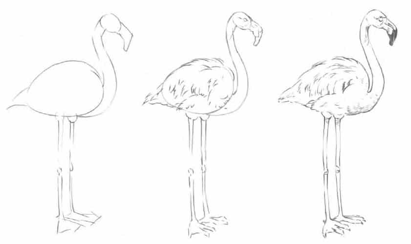 flamingo-zeichnen-lernen