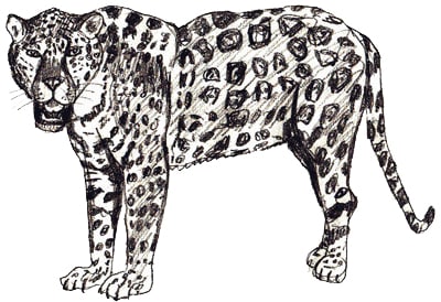 jaguar-zeichnen-lernen-5