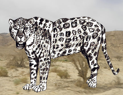 jaguar-zeichnen-lernen-6