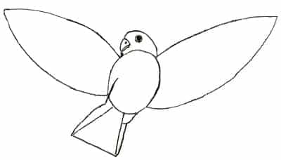 vogel-zeichnen-lernen-3
