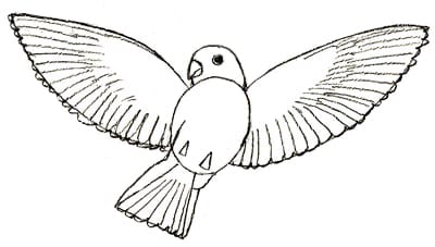 vogel-zeichnen-lernen-4