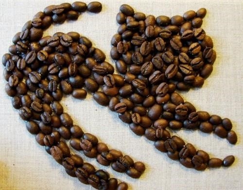 Kaffekatze-13